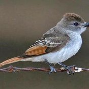 Ash-throated Flycatcher